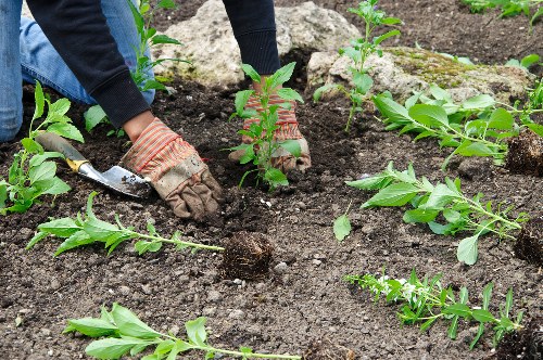 Pest control measures in Pascoe Vale South gardens