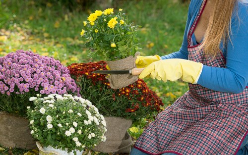 Professional gardener planning deck layout