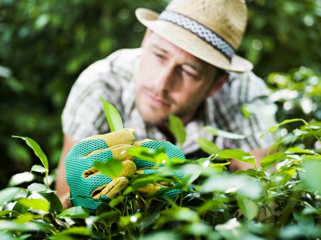 Lush green lawn cared for by experts