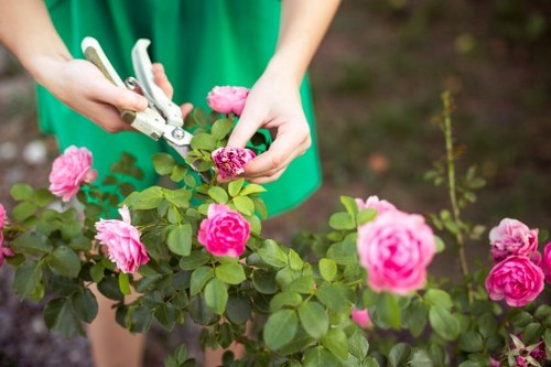 Professional gardener pruning a shrub in a well-kept Mindarie garden.