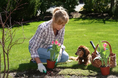 Professional lawn care services